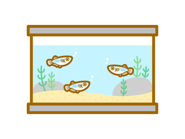 でんきのコバデン アクアリウム メダカ